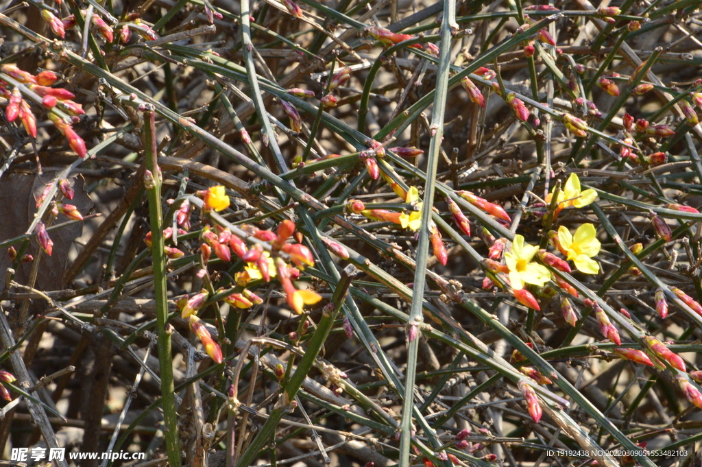 迎春花 