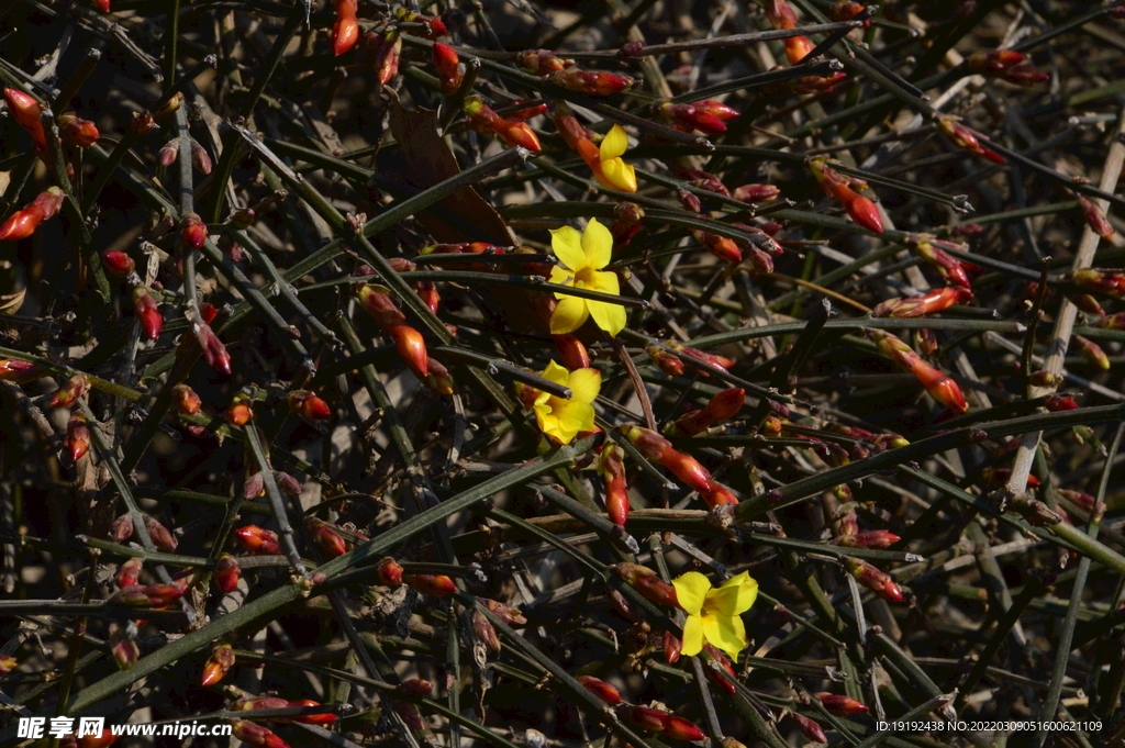 迎春花