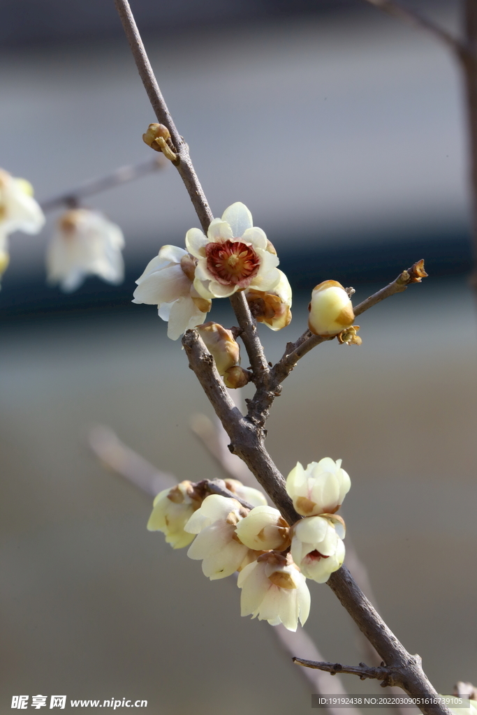 蜡梅