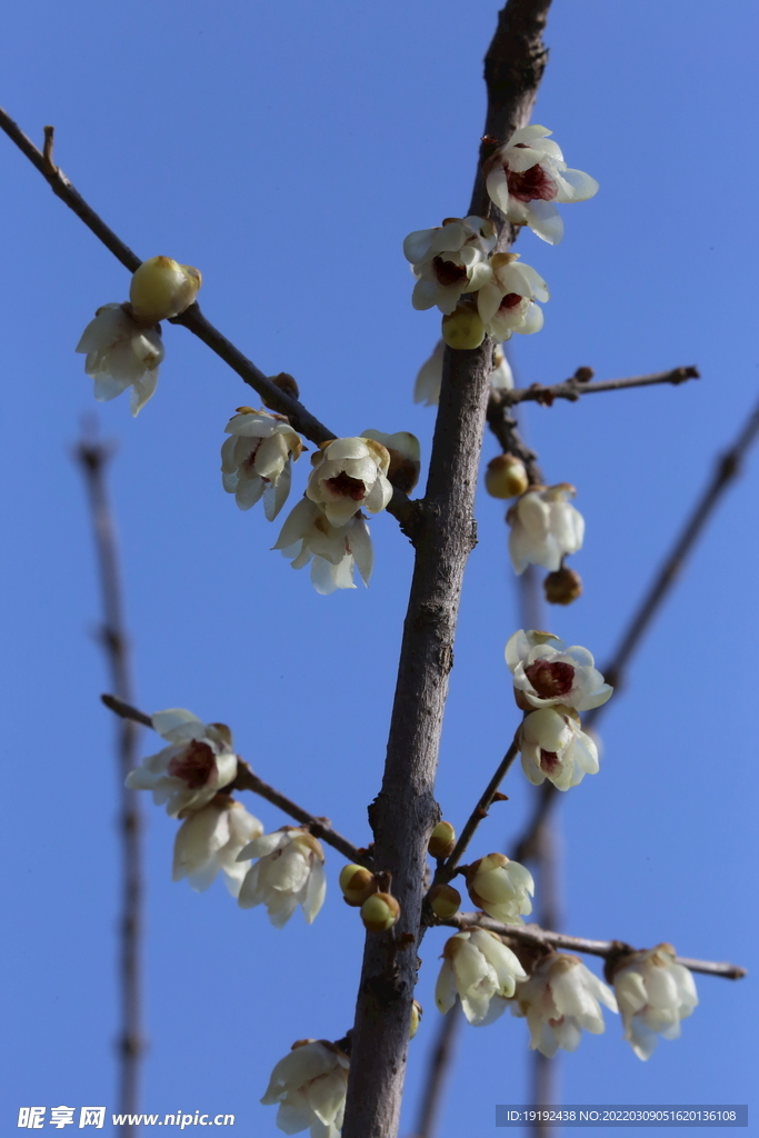 蜡梅 