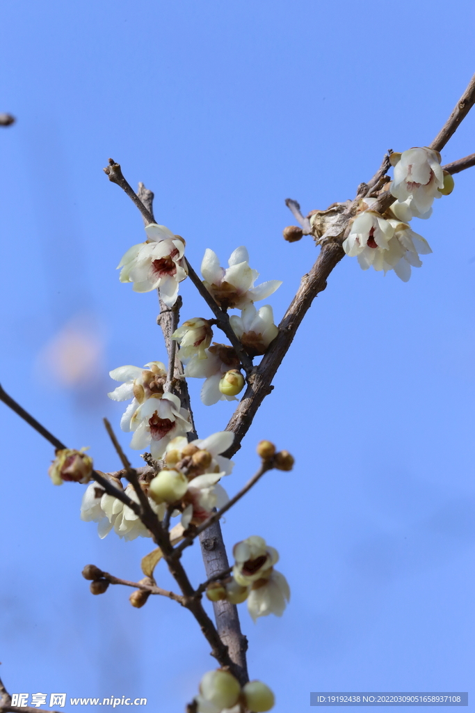 蜡梅 