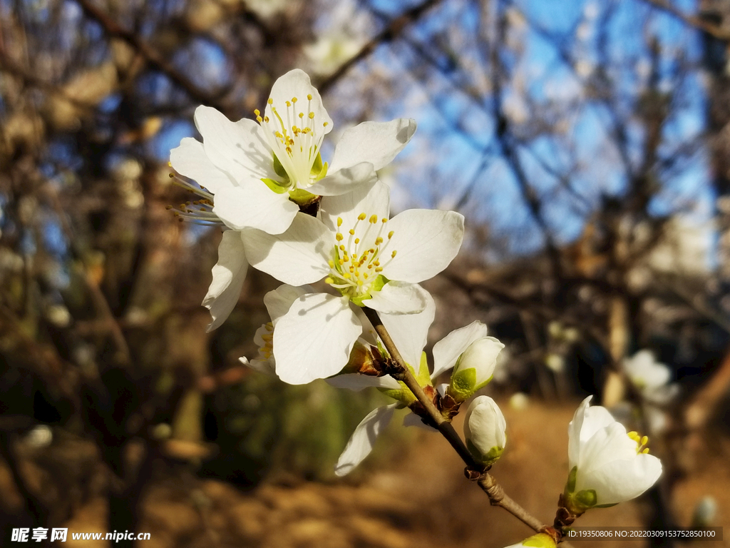 春天盛开的白色杏花花朵