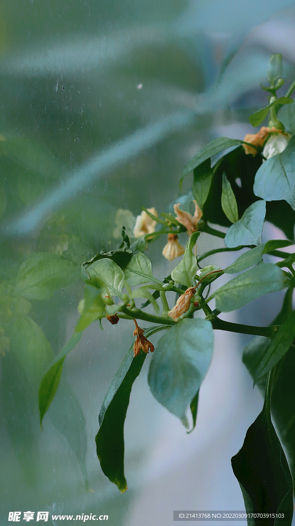 绿植绿叶植物 