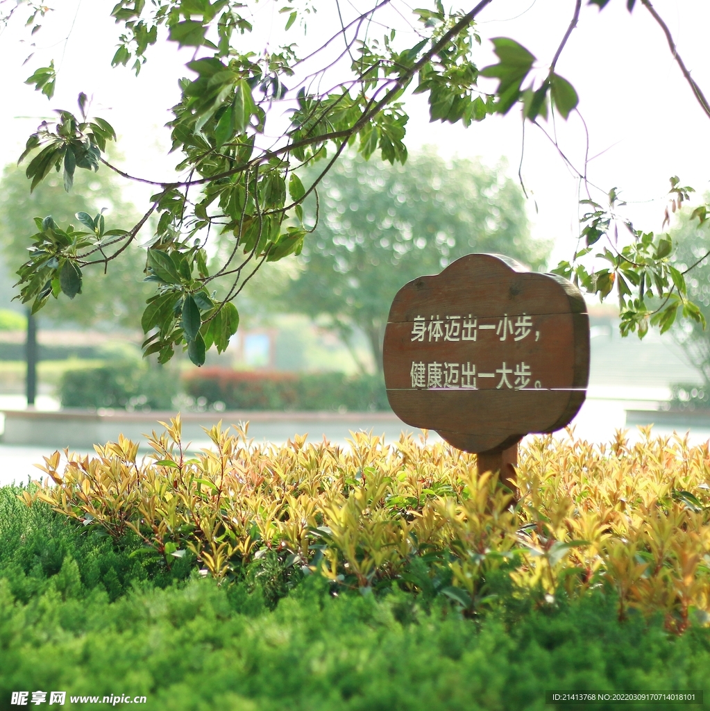 大树树木树林 