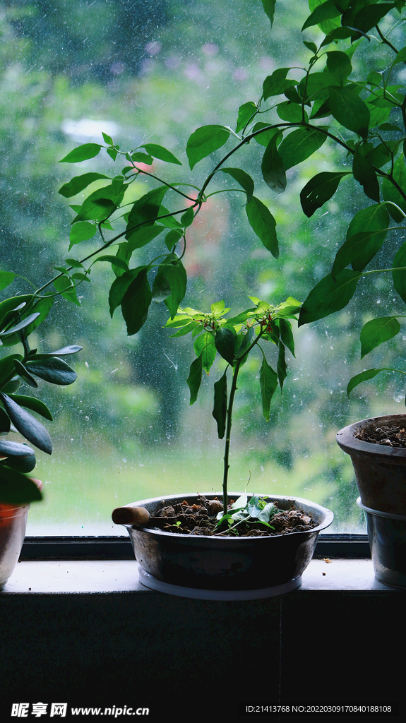 绿植绿叶植物 
