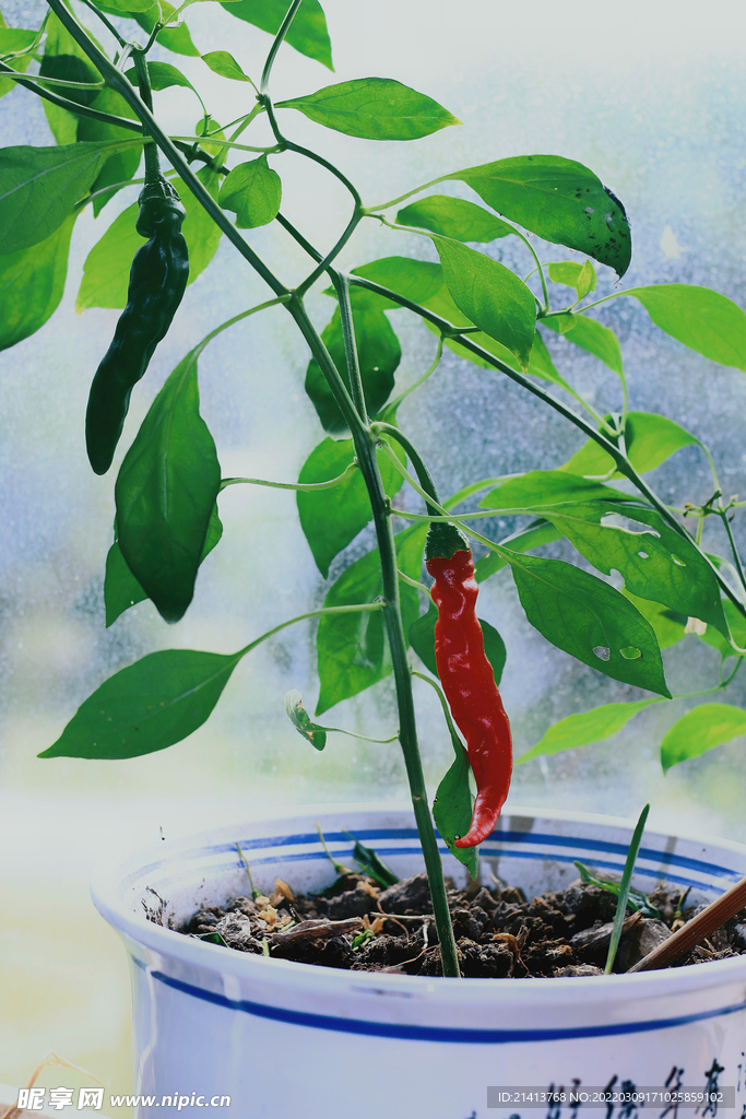 绿植绿叶植物