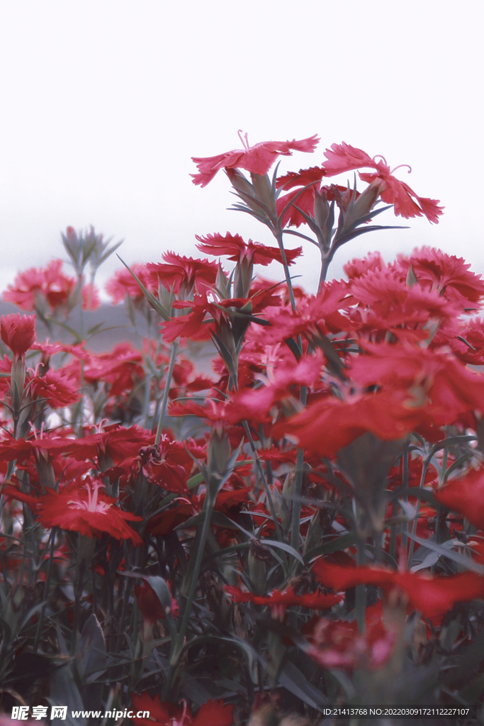 月季花朵花卉 