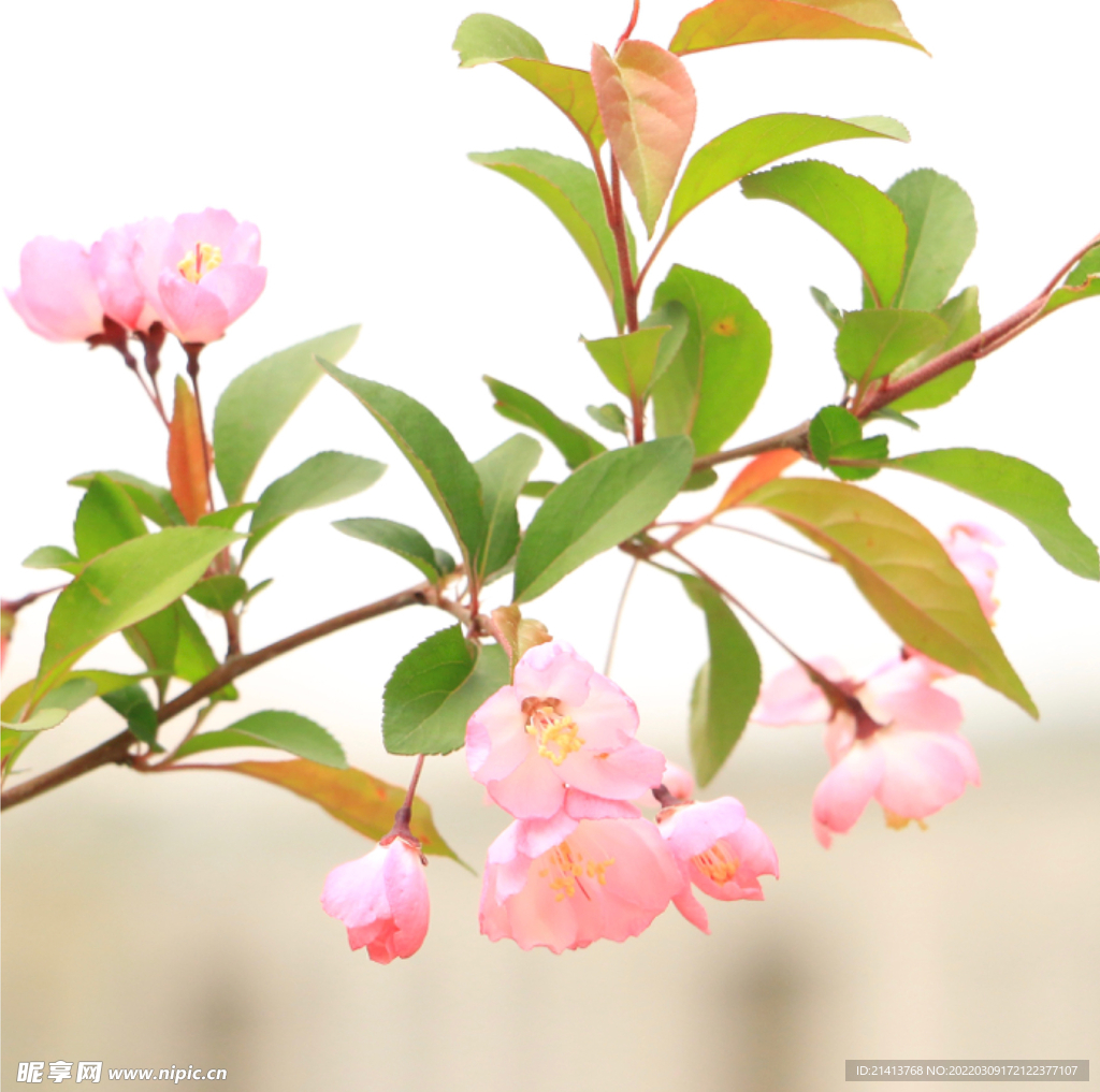 樱花桃花鲜花 