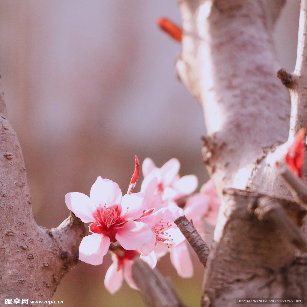 樱花桃花鲜花 