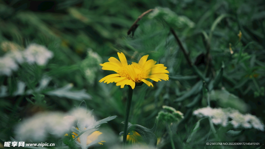 小雏菊菊花 