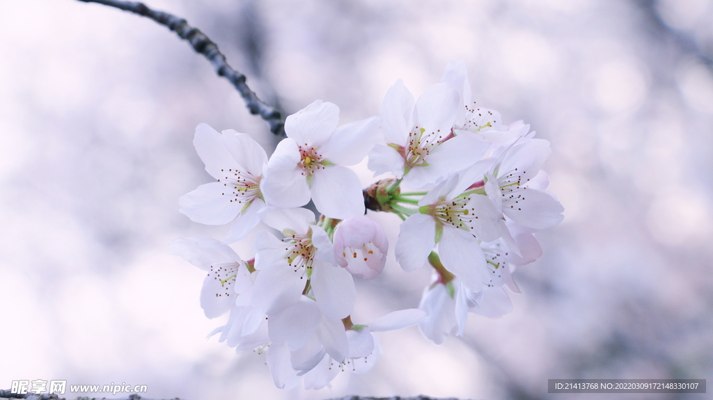 腊梅寒梅梅花