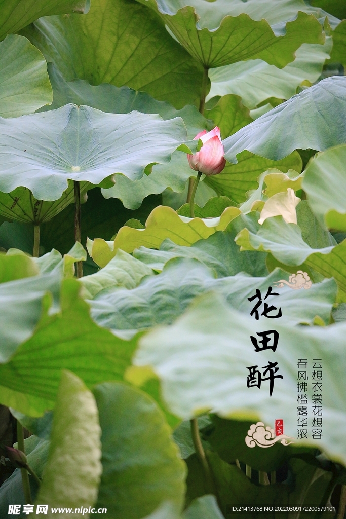 荷叶荷花荷塘 