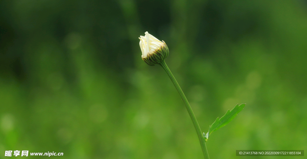 绿植花草小花 