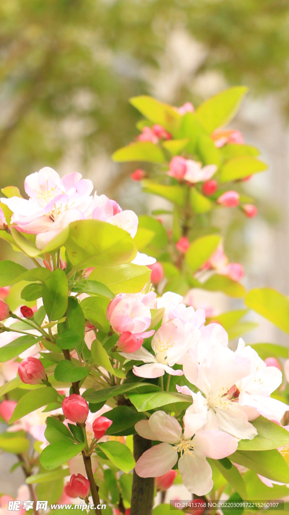 樱花桃花鲜花 