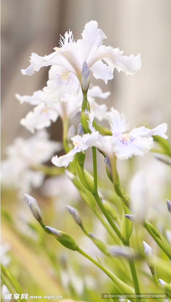 君子兰花卉 