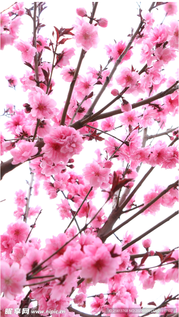 樱花桃花梅花