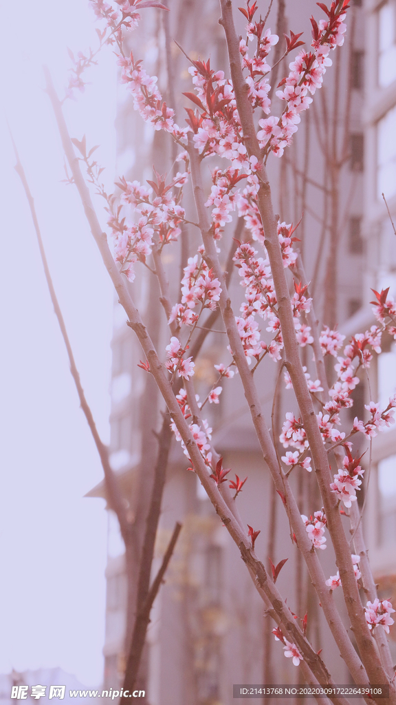 樱花桃花梅花