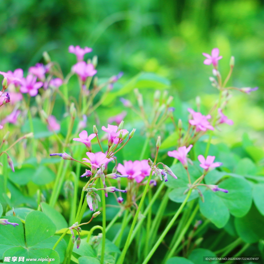 绿植花草小花