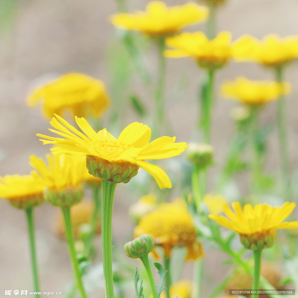 小雏菊菊花 