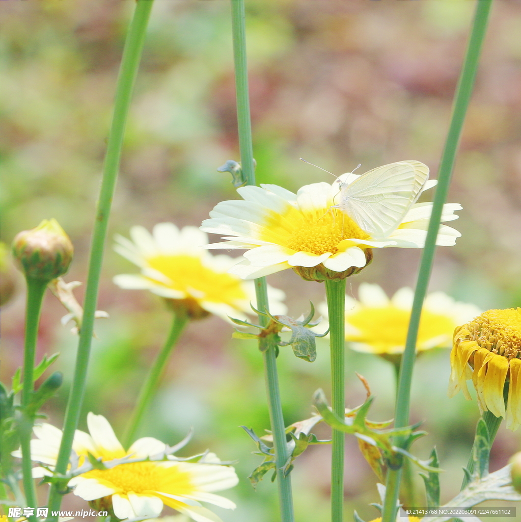 小雏菊菊花 