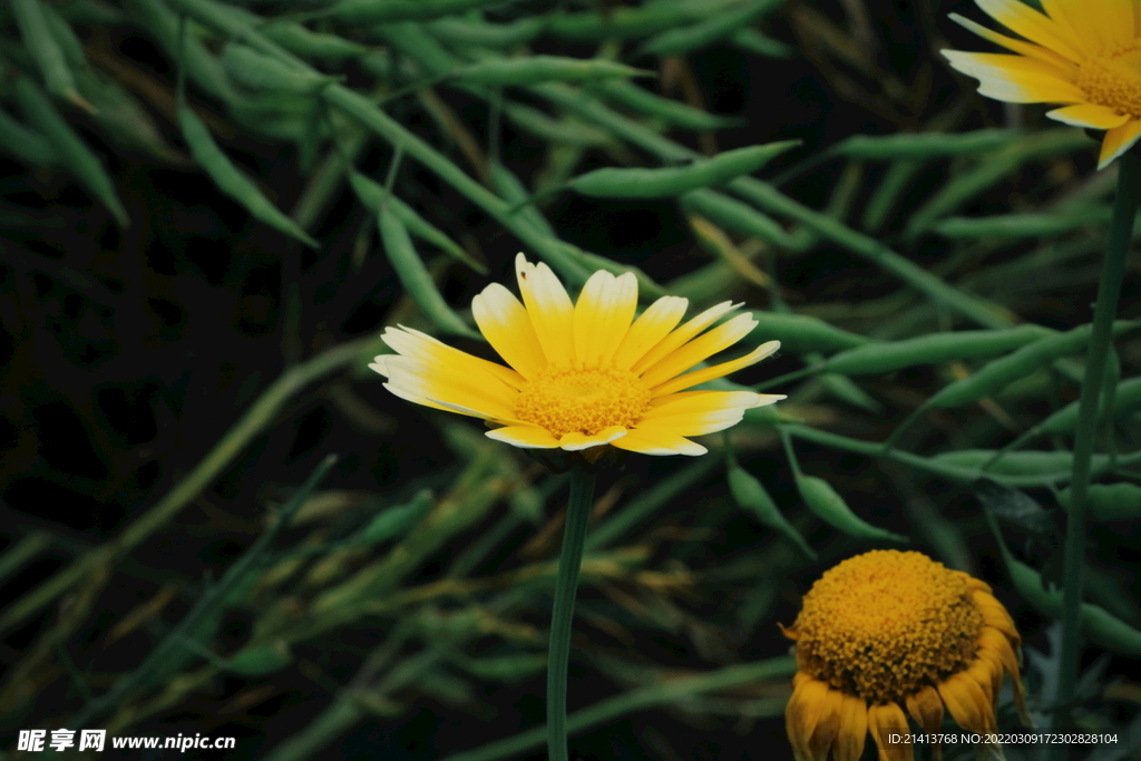 小雏菊菊花 