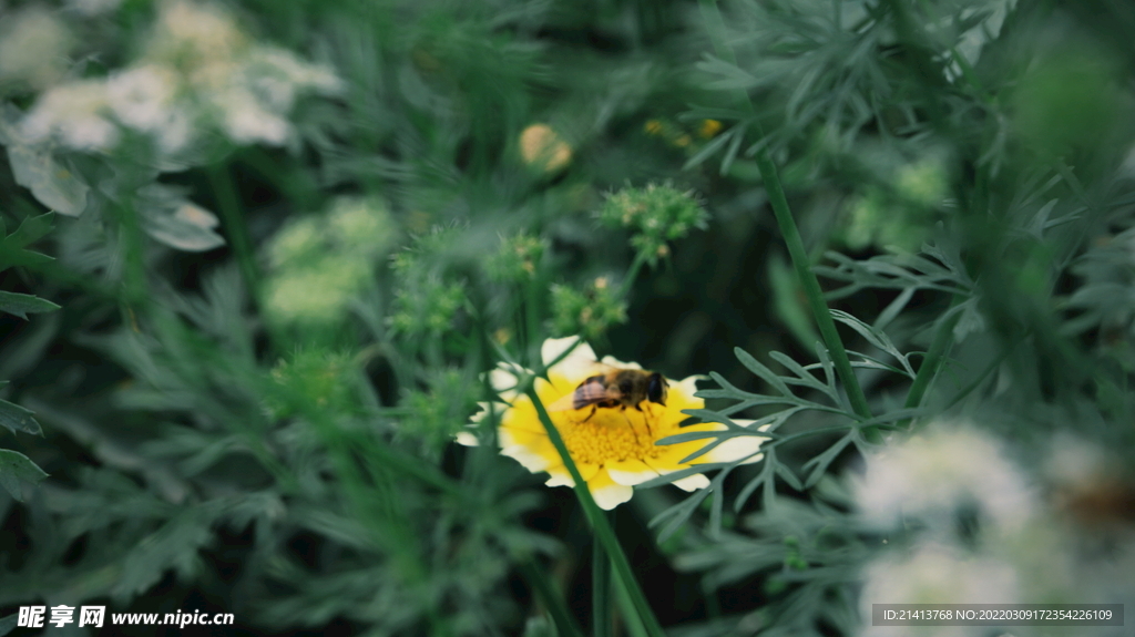 绿植花草小花
