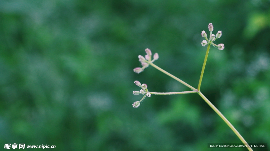 绿植花草小花