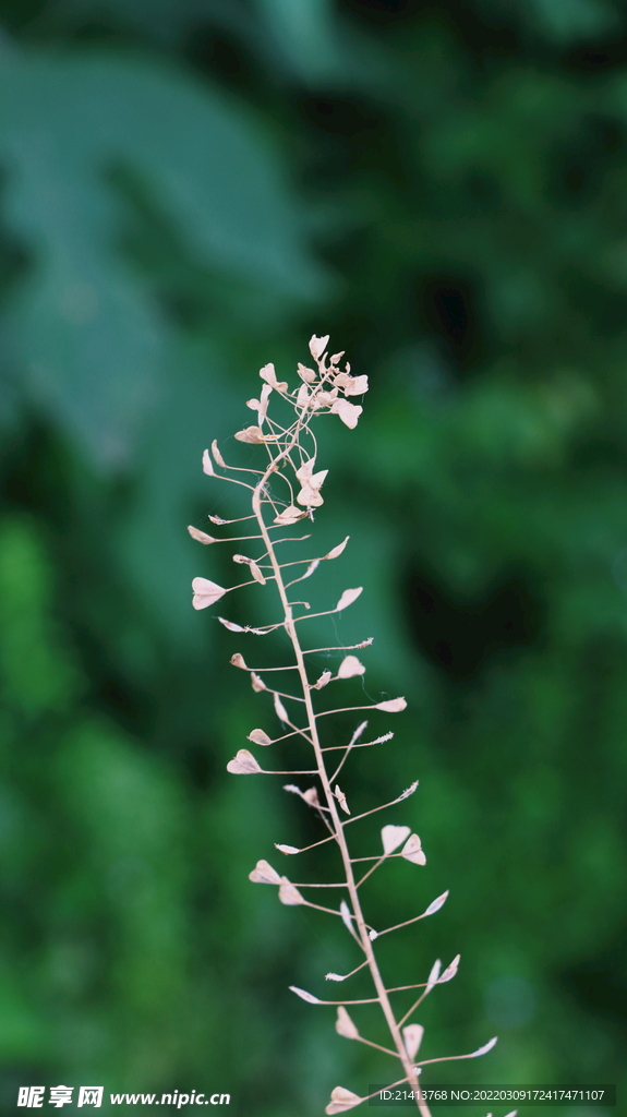 绿植花草小花 