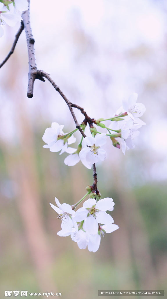 腊梅寒梅梅花 