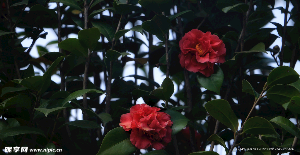 杜鹃花映山红 