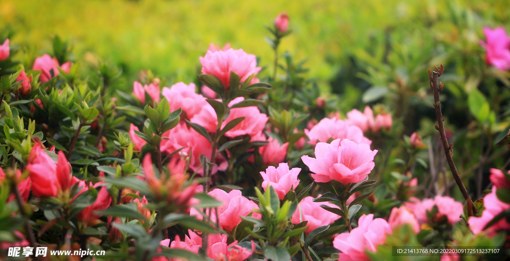 杜鹃花映山红