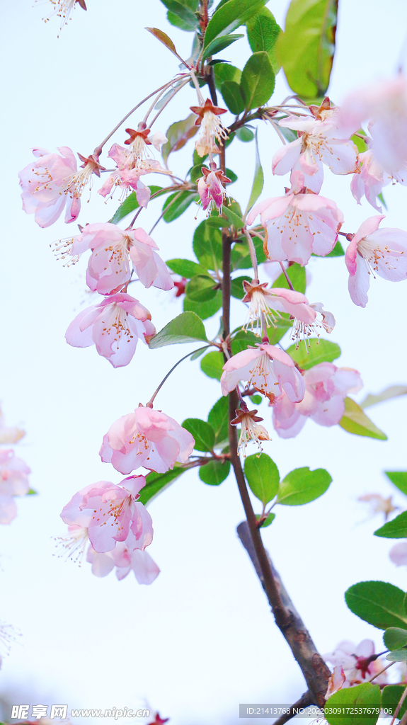 樱花桃花梅花
