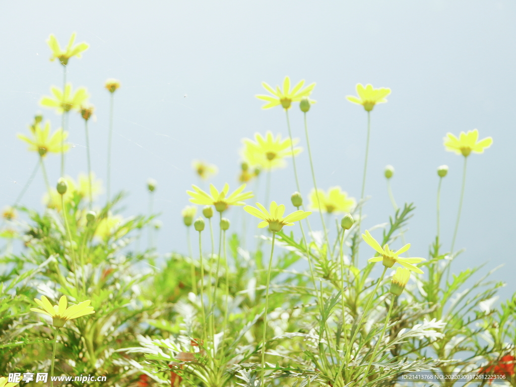 小雏菊菊花 