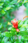 花朵石榴花 