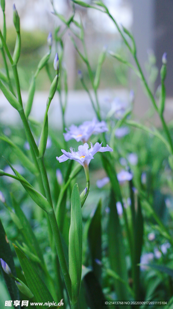 油菜花花朵