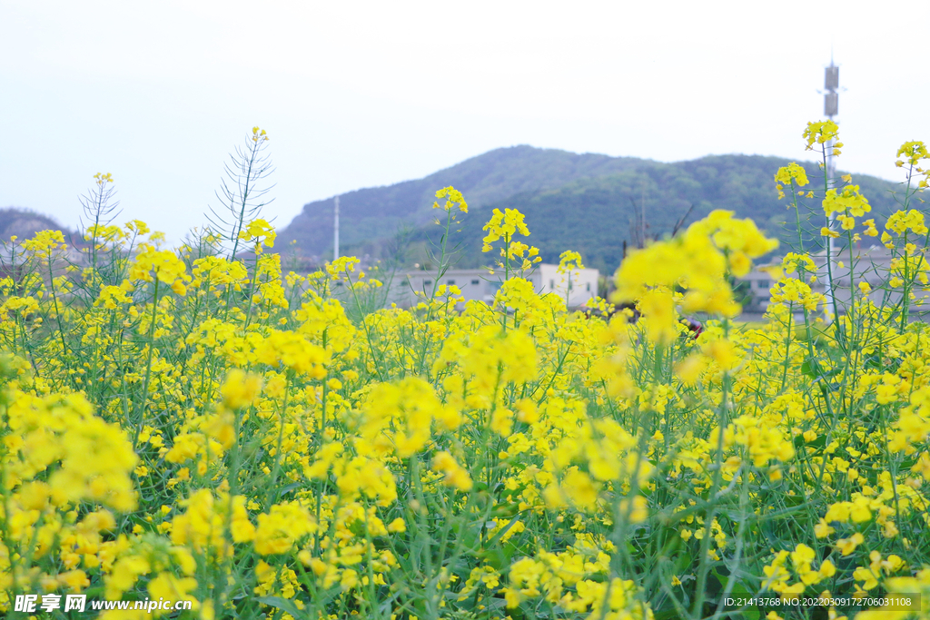 油菜花花朵