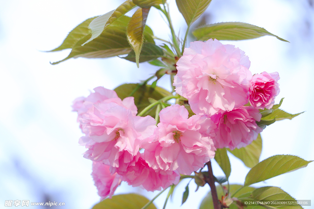 樱花桃花梅花 