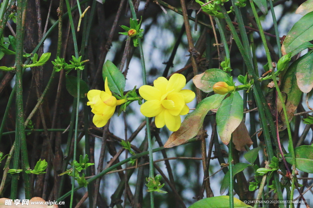 花朵迎春花 