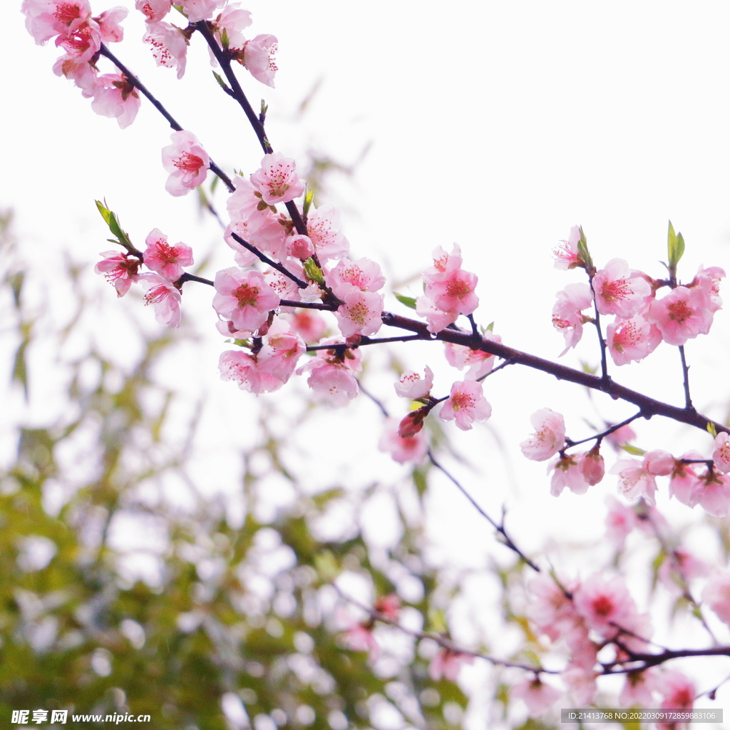 樱花桃花梅花