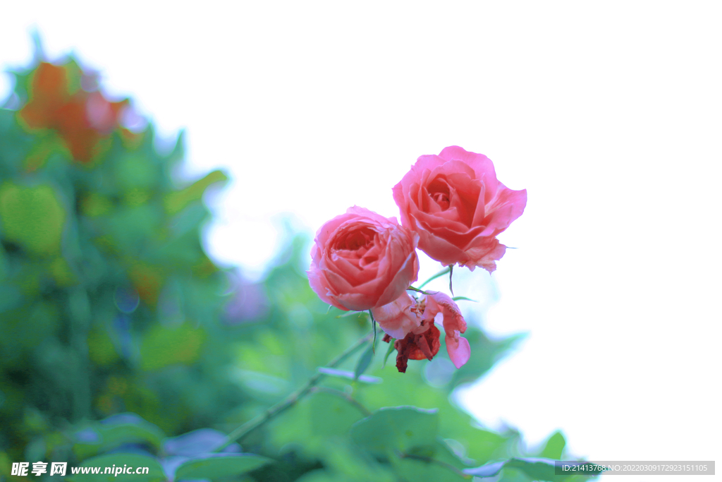 月季花朵花卉