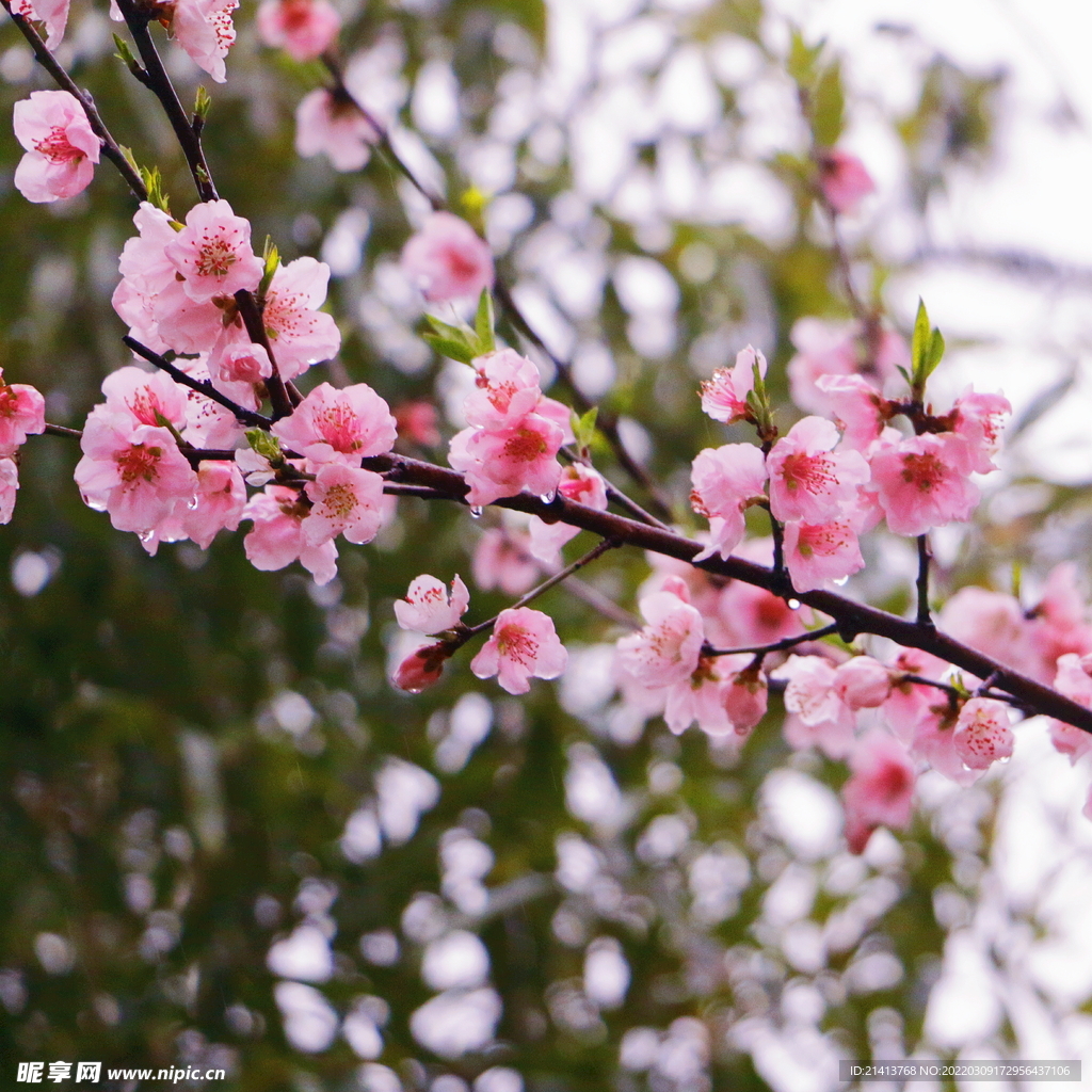 樱花桃花梅花