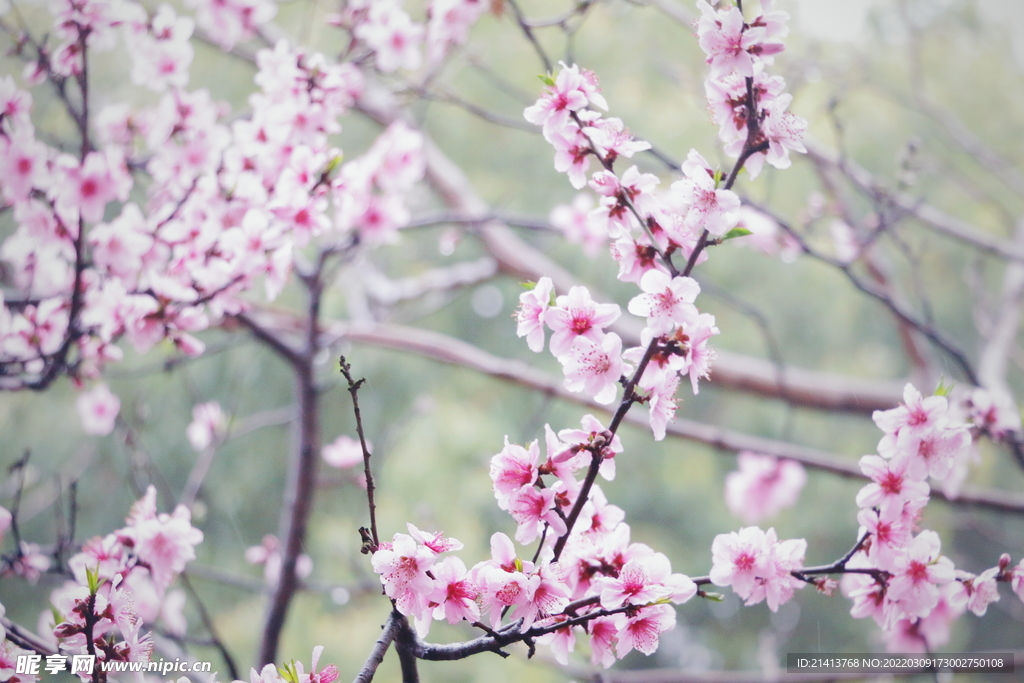 樱花桃花梅花 