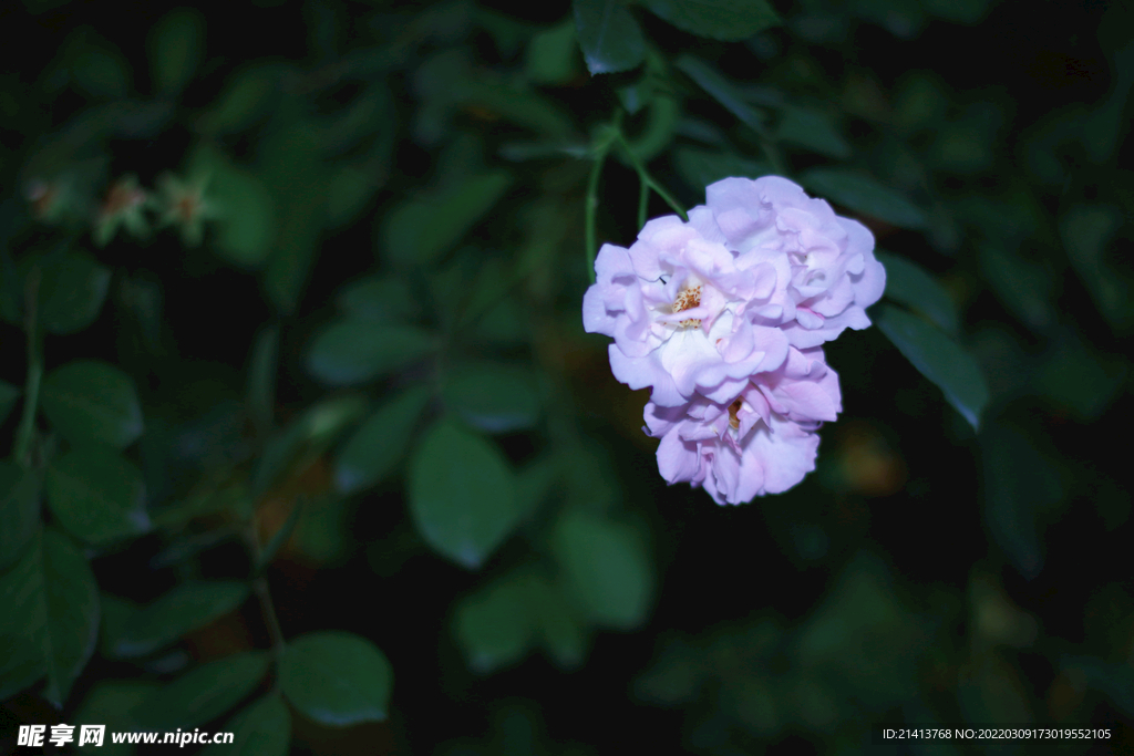 月季花朵花卉
