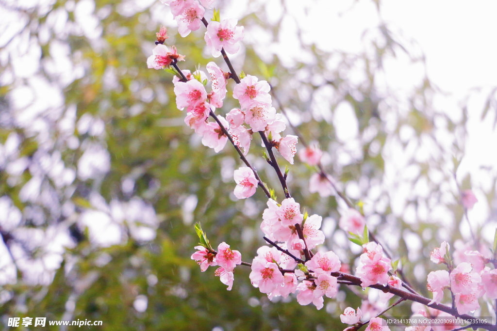 樱花桃花梅花