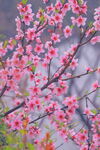 腊梅寒梅梅花 