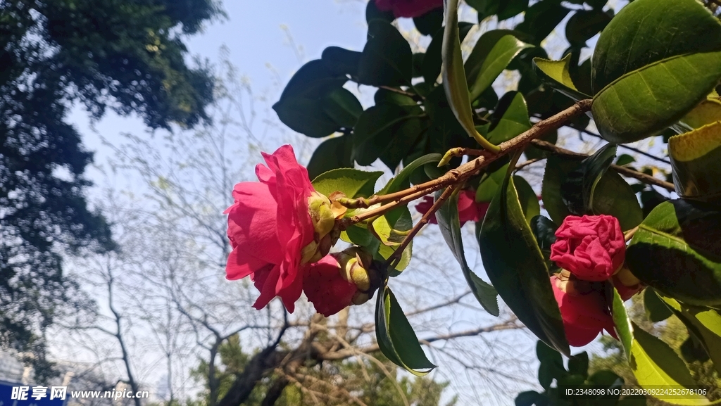 美景花卉  
