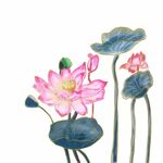 手绘荷花