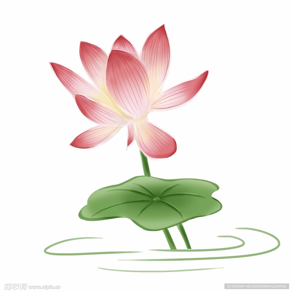 手绘荷花