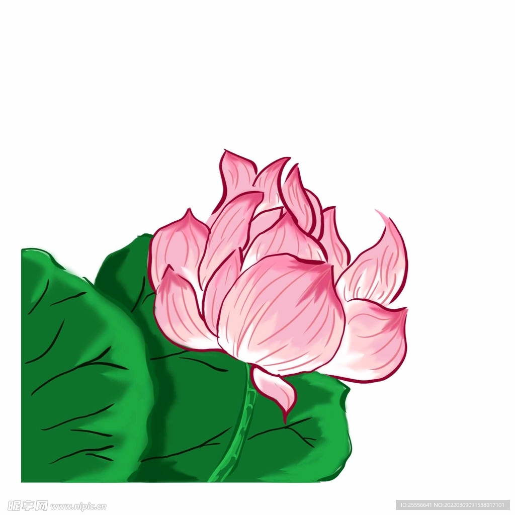 手绘荷花