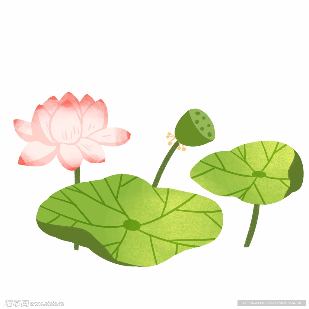 手绘荷花